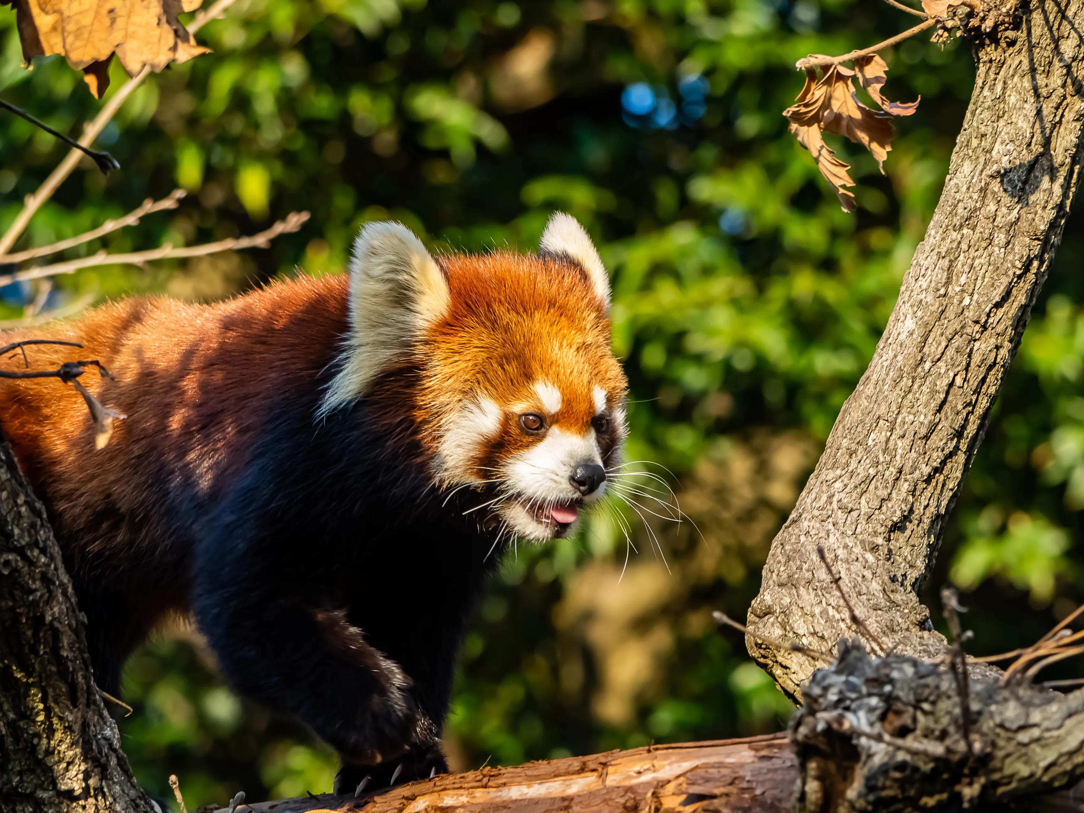 🏞️ 노게야마 공원 (노게야마 코엔) 이미지 3